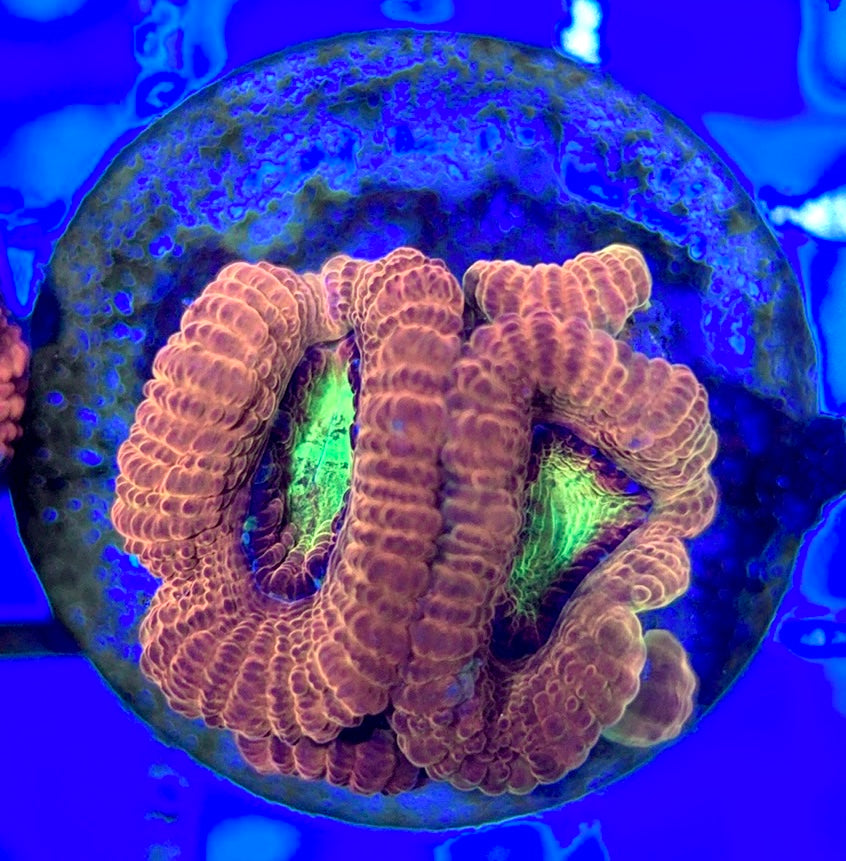Acan Lordhowensis AL051002 WYSIWYG