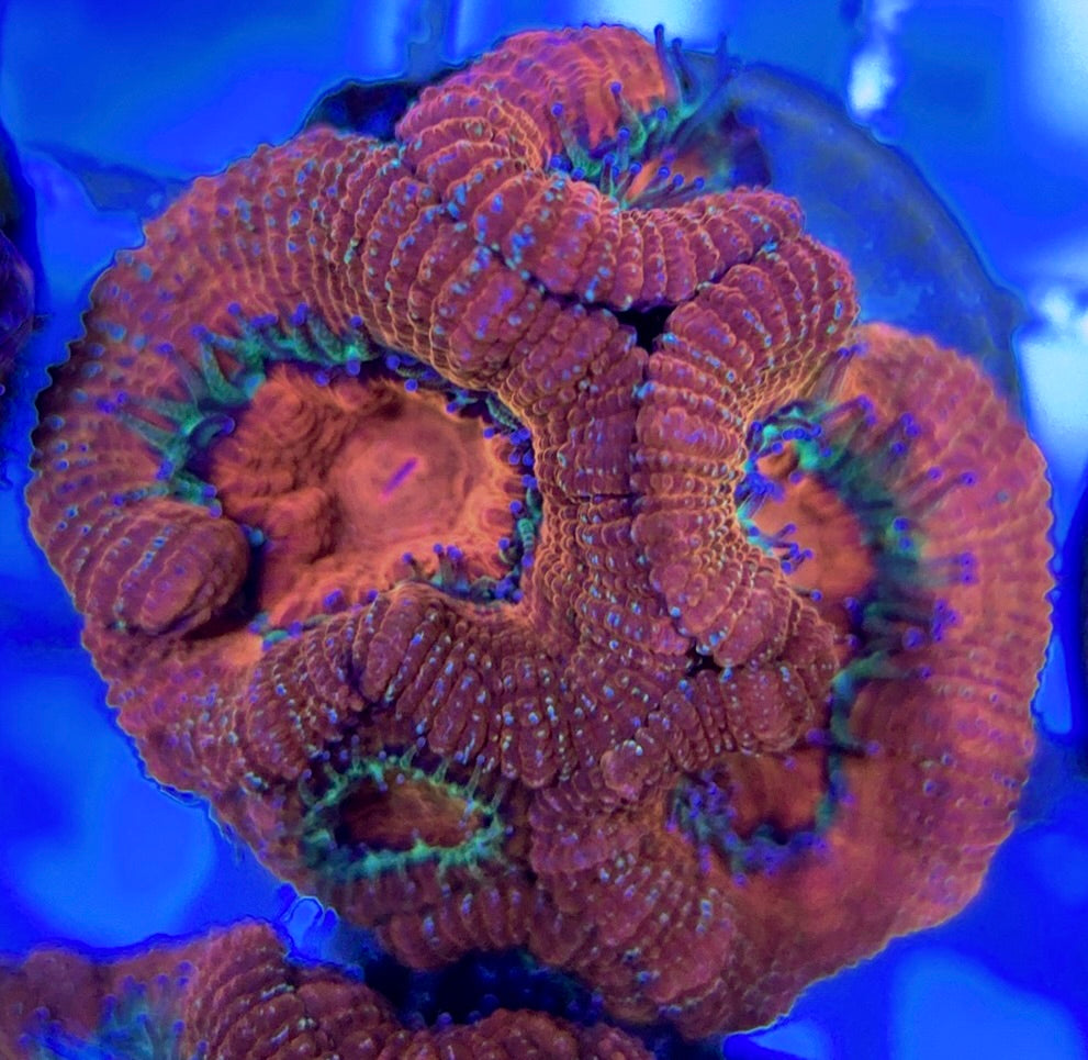 Acan Lordhowensis AL051003 WYSIWYG