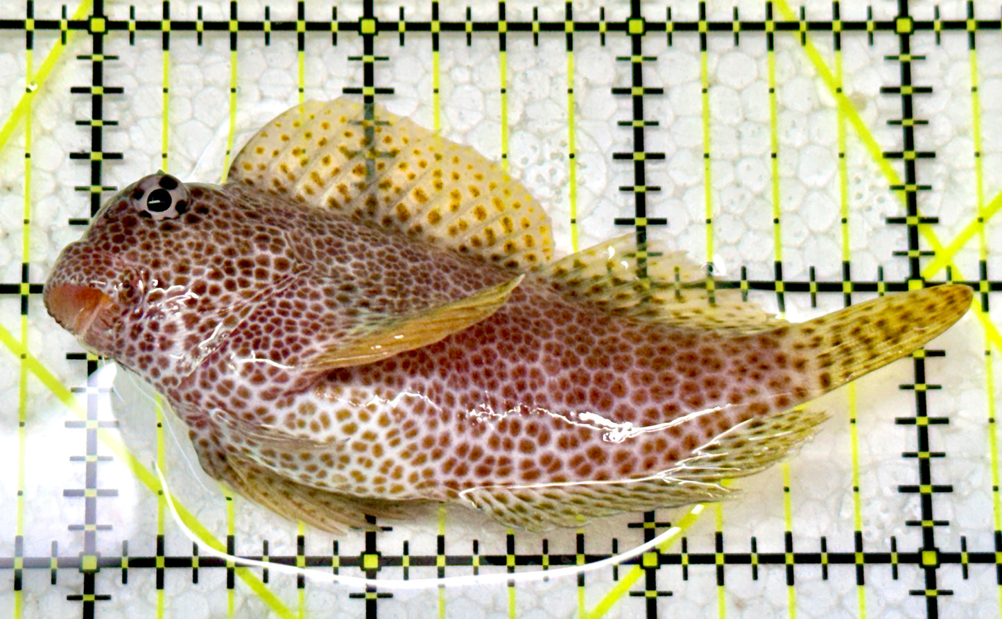 Leopard Rockskipper Blenny LRB022202 WYSIYWG Size: 3.25" - Violet Aquarium