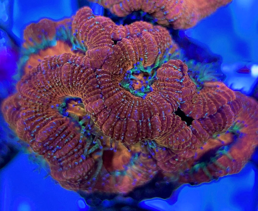 Acan Lordhowensis AL051004 WYSIWYG