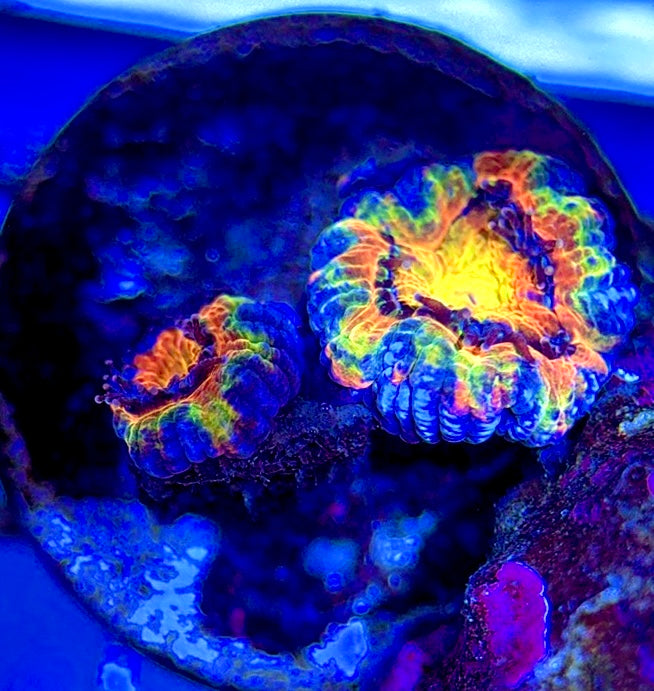 Acan Lordhowensis AL051001 WYSIWYG