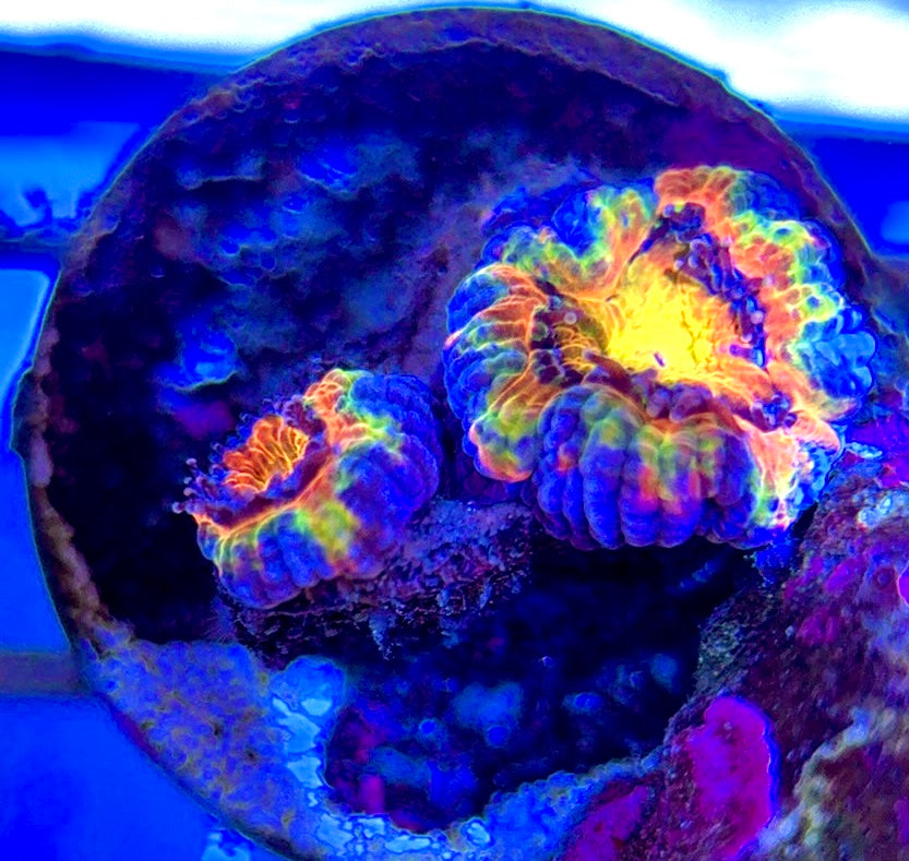 Acan Lordhowensis AL051001 WYSIWYG