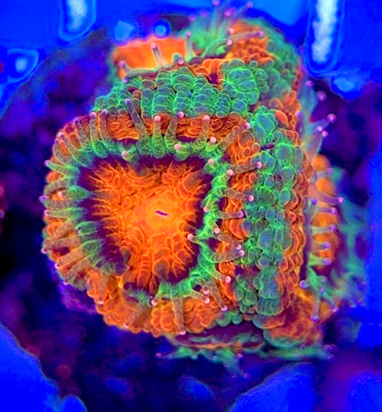 Acan Lordhowensis AL051004 WYSIWYG