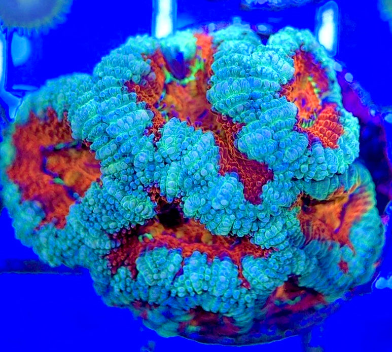 Acan Lordhowensis AL051001 WYSIWYG