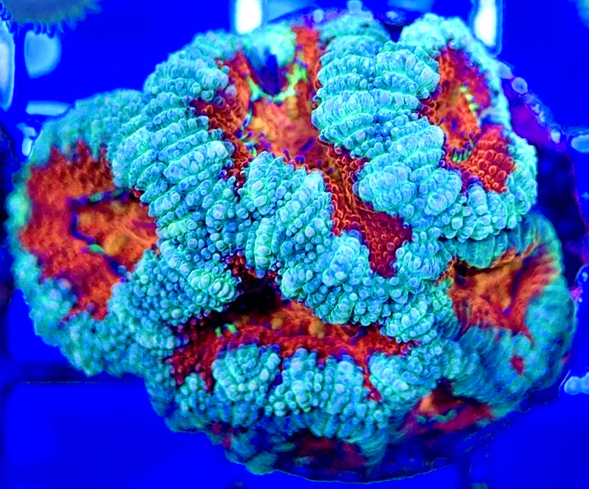 Acan Lordhowensis AL051001 WYSIWYG