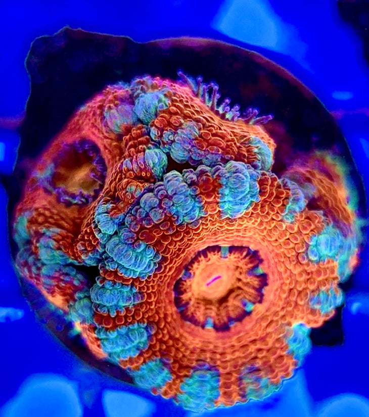 Acan Lordhowensis AL051002 WYSIWYG