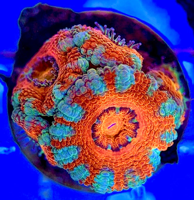 Acan Lordhowensis AL051002 WYSIWYG