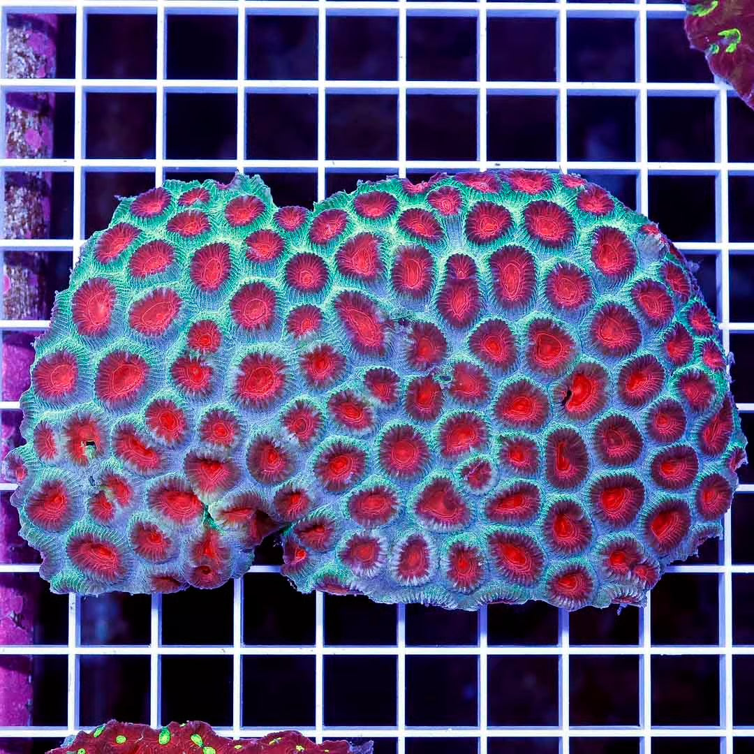 Neon Aussie Favia Mother Colony NAFMC022602 WYSIWYG