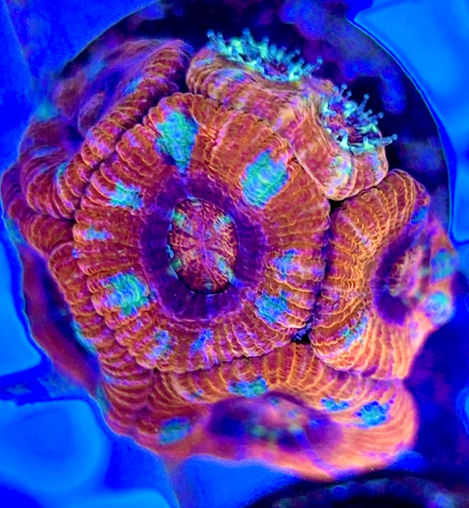 Acan Lordhowensis AL051003 WYSIWYG