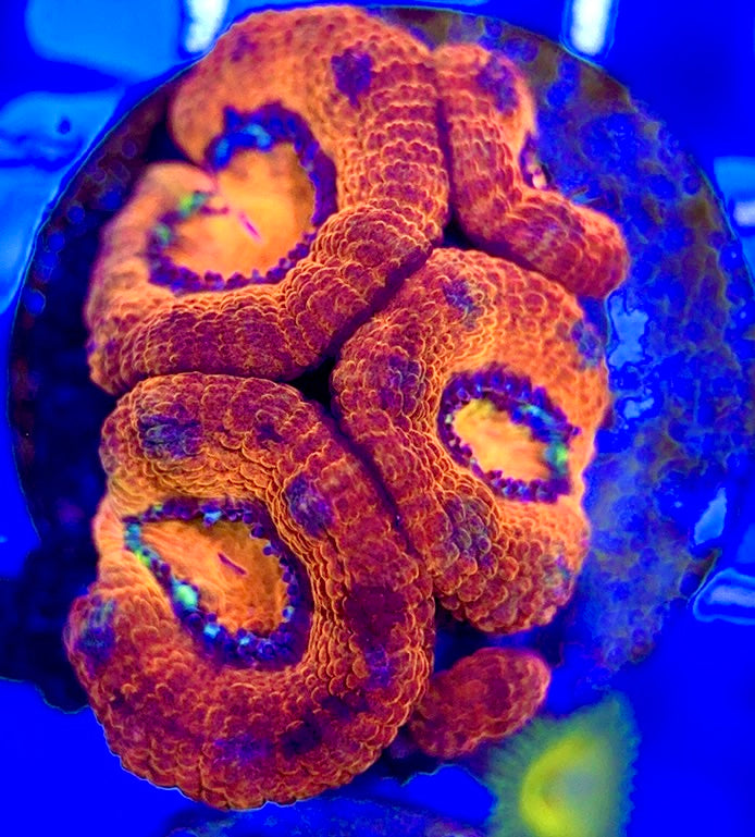 Acan Lordhowensis AL051004 WYSIWYG