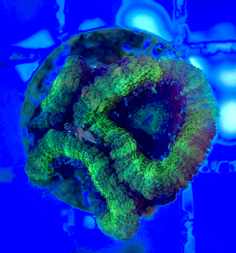 Acan Lordhowensis AL051001 WYSIWYG