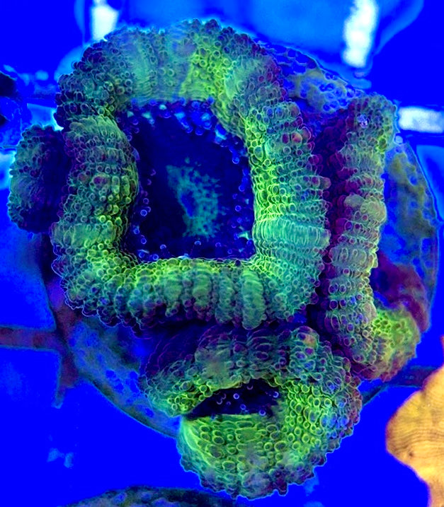 Acan Lordhowensis AL051001 WYSIWYG