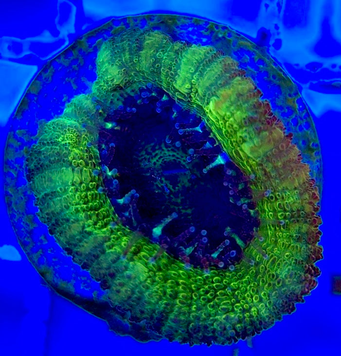 Acan Lordhowensis AL051002 WYSIWYG