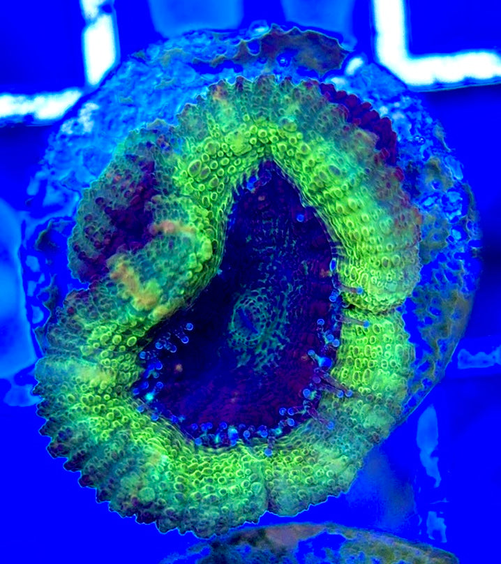 Acan Lordhowensis AL051003 WYSIWYG