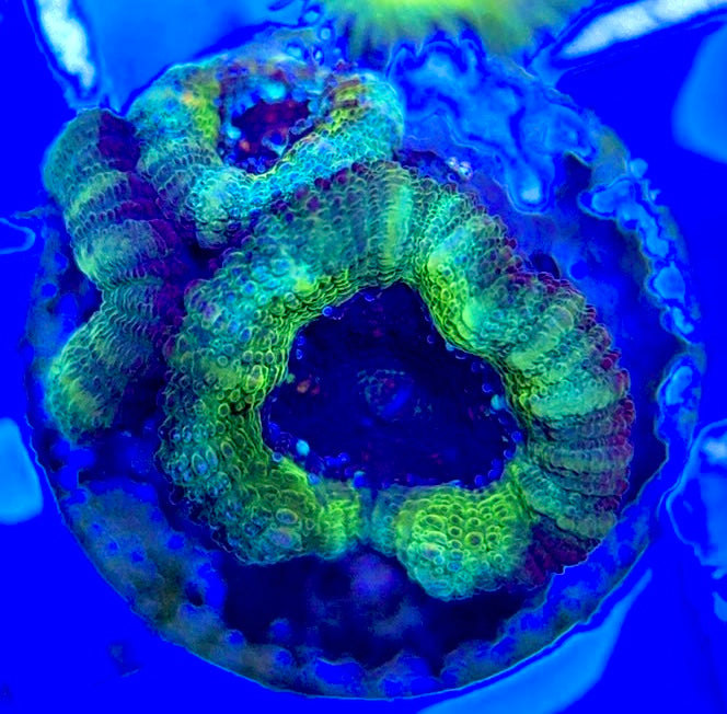 Acan Lordhowensis AL051004 WYSIWYG