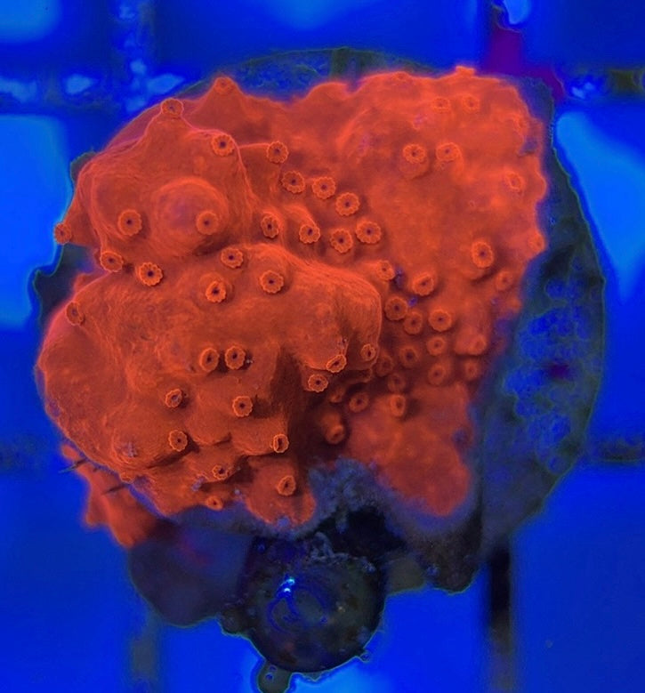 VA Setosa Montipora VSM051003 WYSIWYG