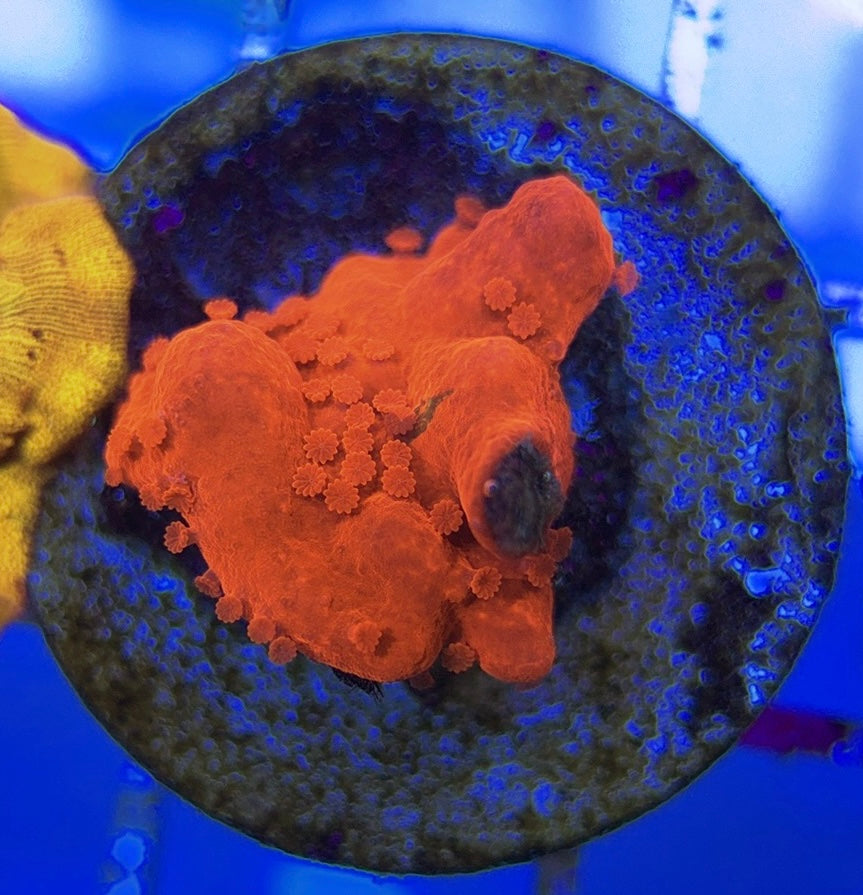 VA Setosa Montipora VSM051004 WYSIWYG