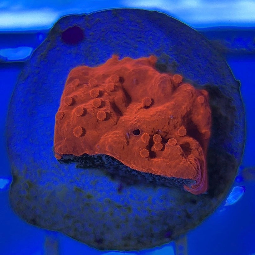 VA Setosa Montipora VSM051001 WYSIWYG
