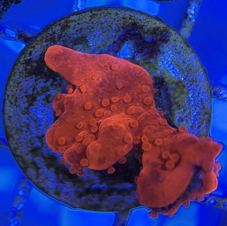 VA Setosa Montipora VSM051002 WYSIWYG