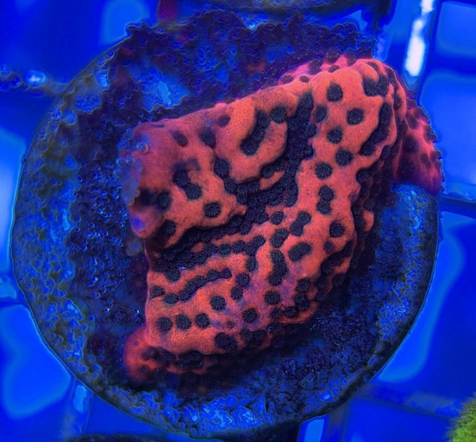 Mystic Sunset Montipora MSM051001 WYSIWYG