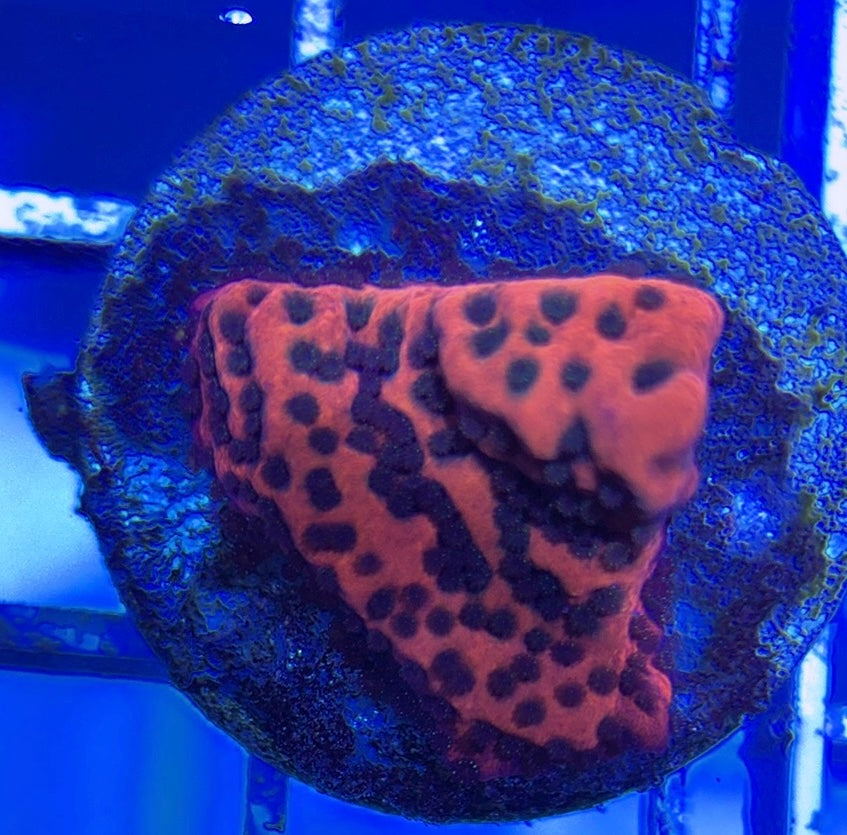 Mystic Sunset Montipora MSM051002 WYSIWYG