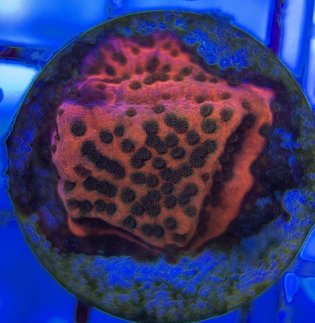 Mystic Sunset Montipora MSM051004 WYSIWYG
