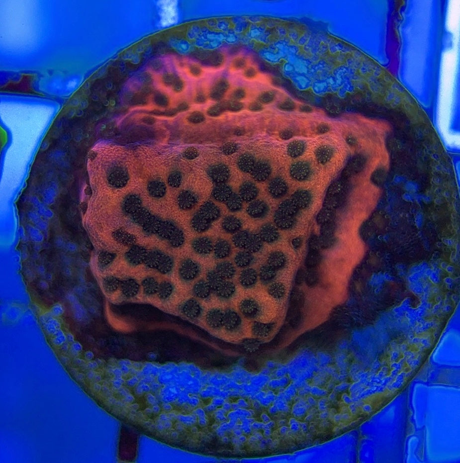 Mystic Sunset Montipora MSM051004 WYSIWYG