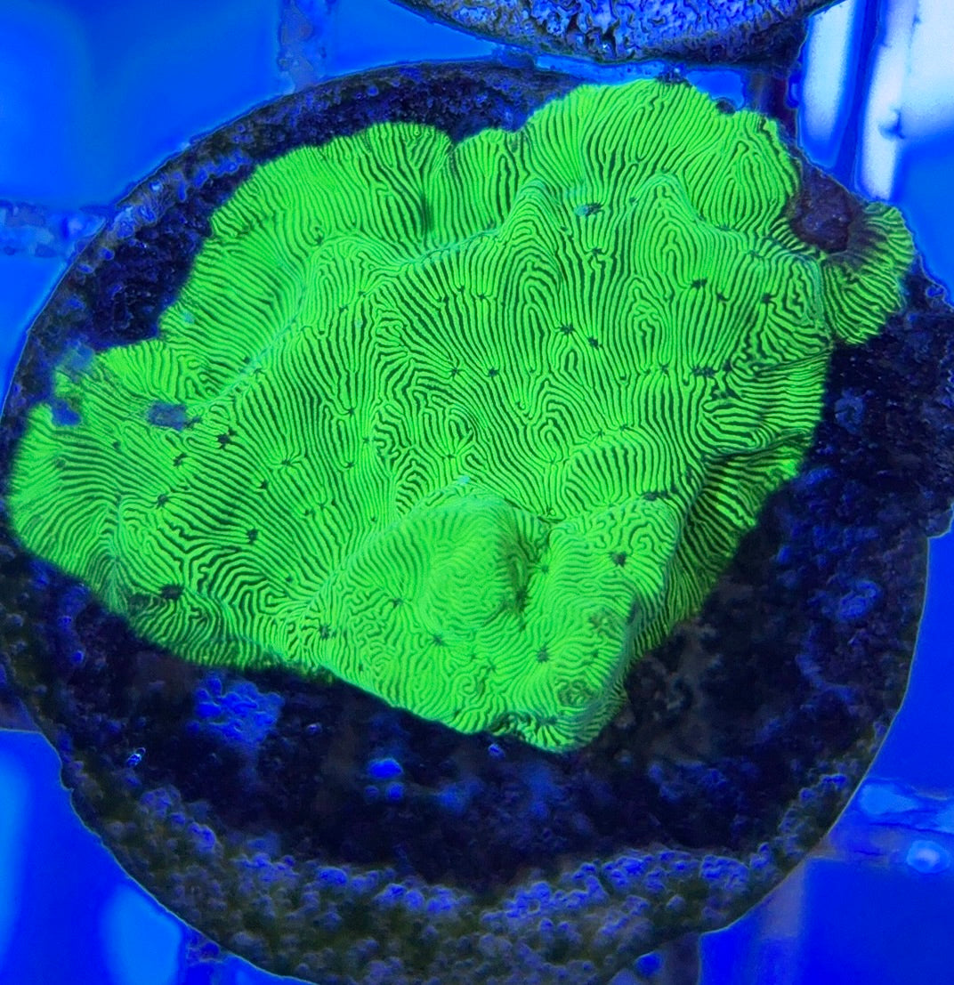 Hulk Leptoseries HL051001 WYSIWYG