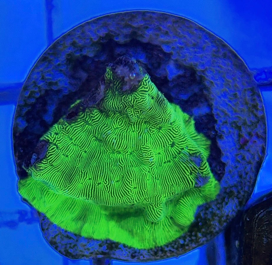 Hulk Leptoseries HL051002 WYSIWYG