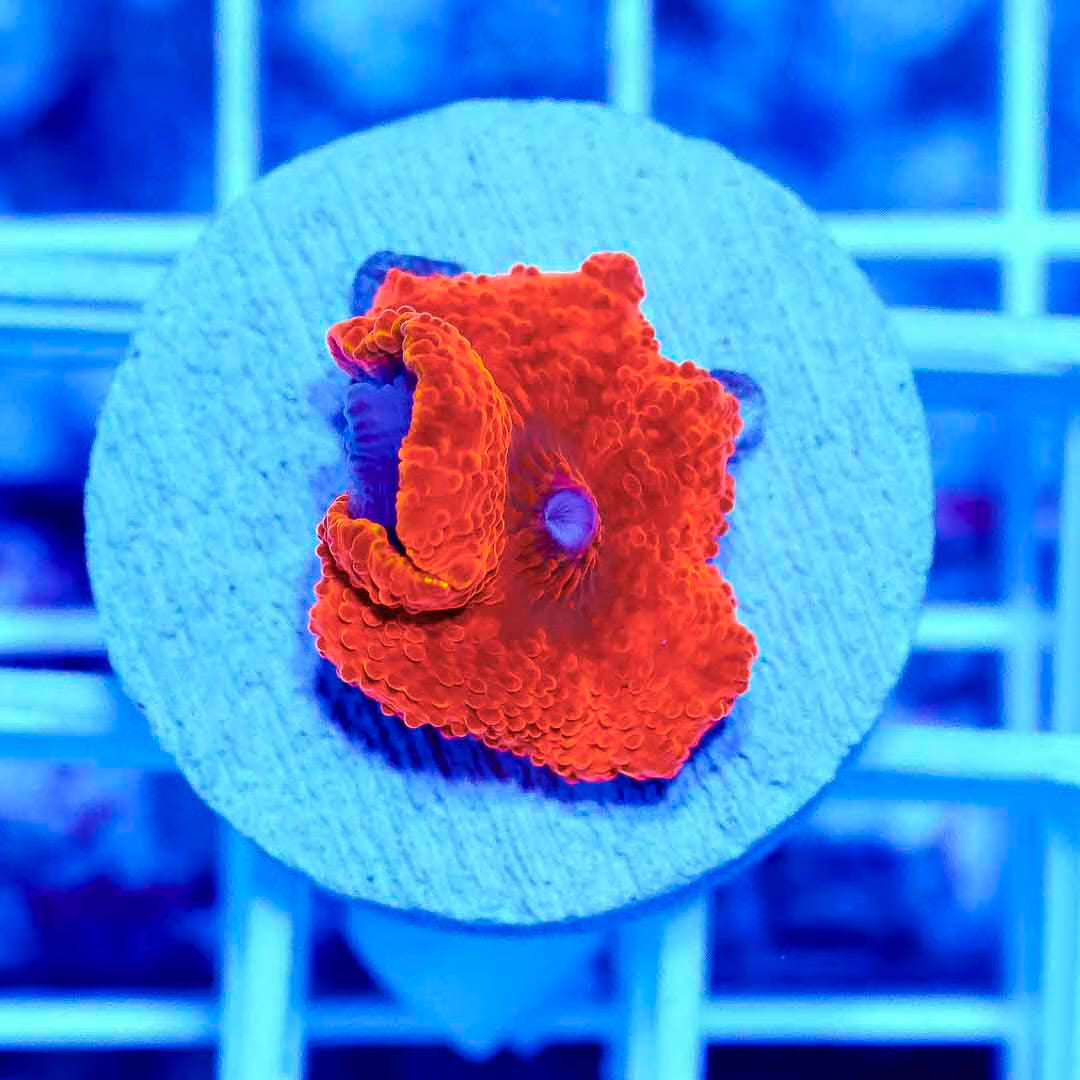 Neon Red Aussie Mushroom Frag Mother Colony NRAMFMC022601 WYSIWYG