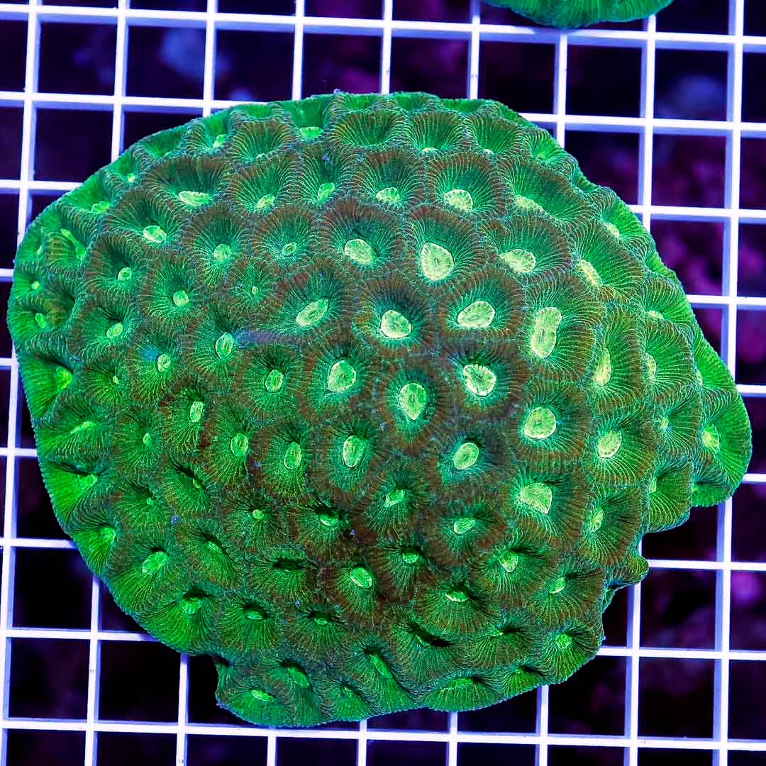 Neon Aussie Goniastrea Mother Colony NAGMC022601 WYSIWYG