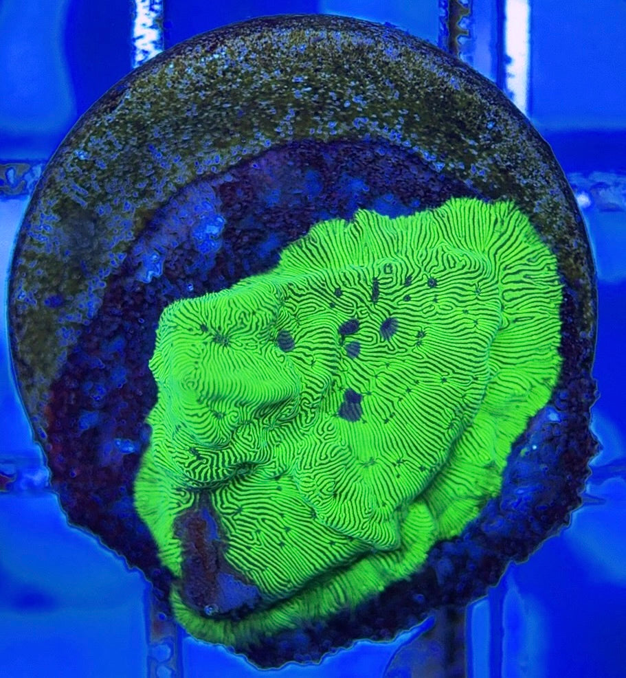 Hulk Leptoseries HL051003 WYSIWYG