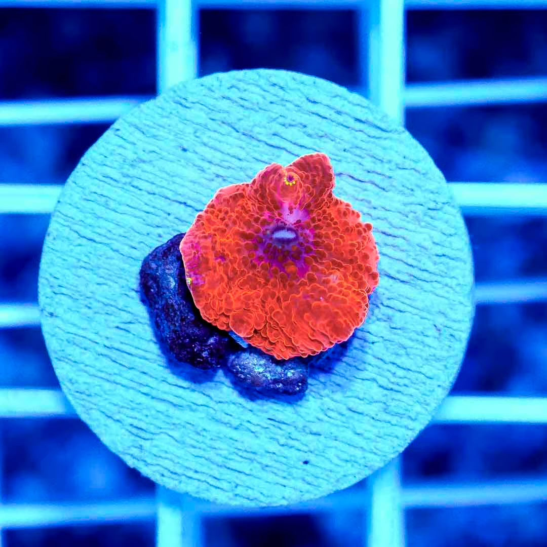 Aussie Neon Red Mushroom Frag ANRMFMC022501 WYSIWYG