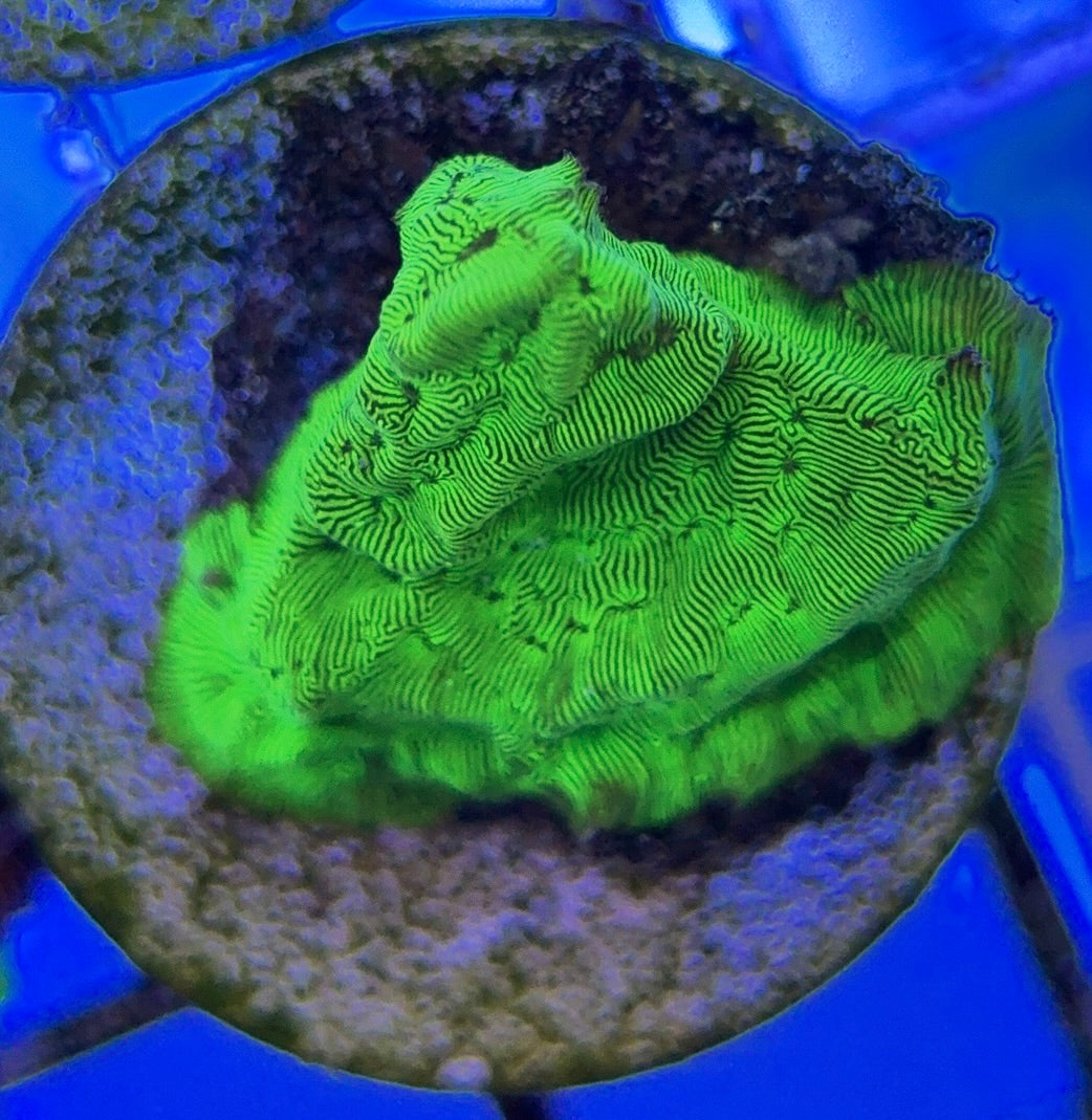 Hulk Leptoseries HL051004 WYSIWYG