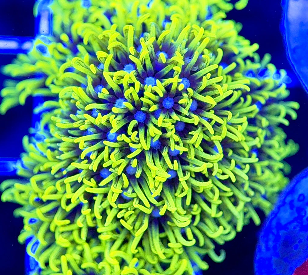 Metallic Green Star Polyp MGS051303 WYSIWYG