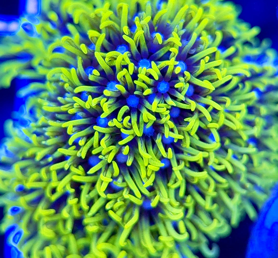 Metallic Green Star Polyp MGS051303 WYSIWYG