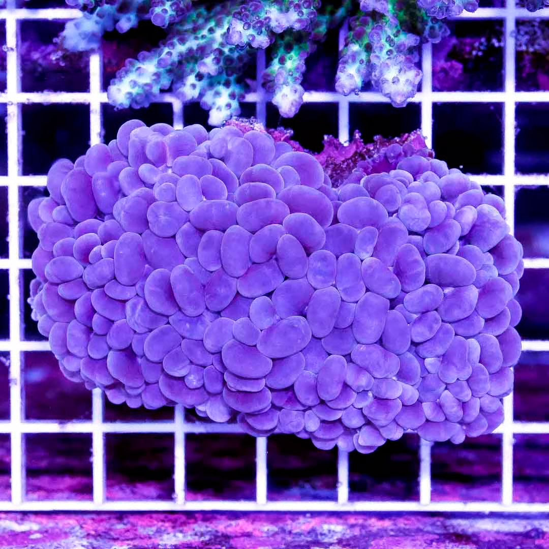 Aussie Bubble Coral Mother Colony ABCMC030501 WYSIWYG