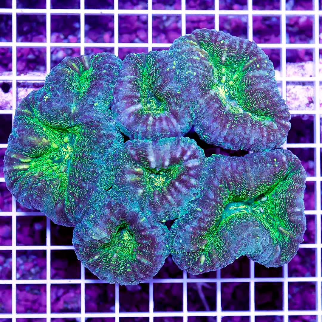Toxic Aussie Lobophyllia Mother Colony TALMC030501 WYSIWYG