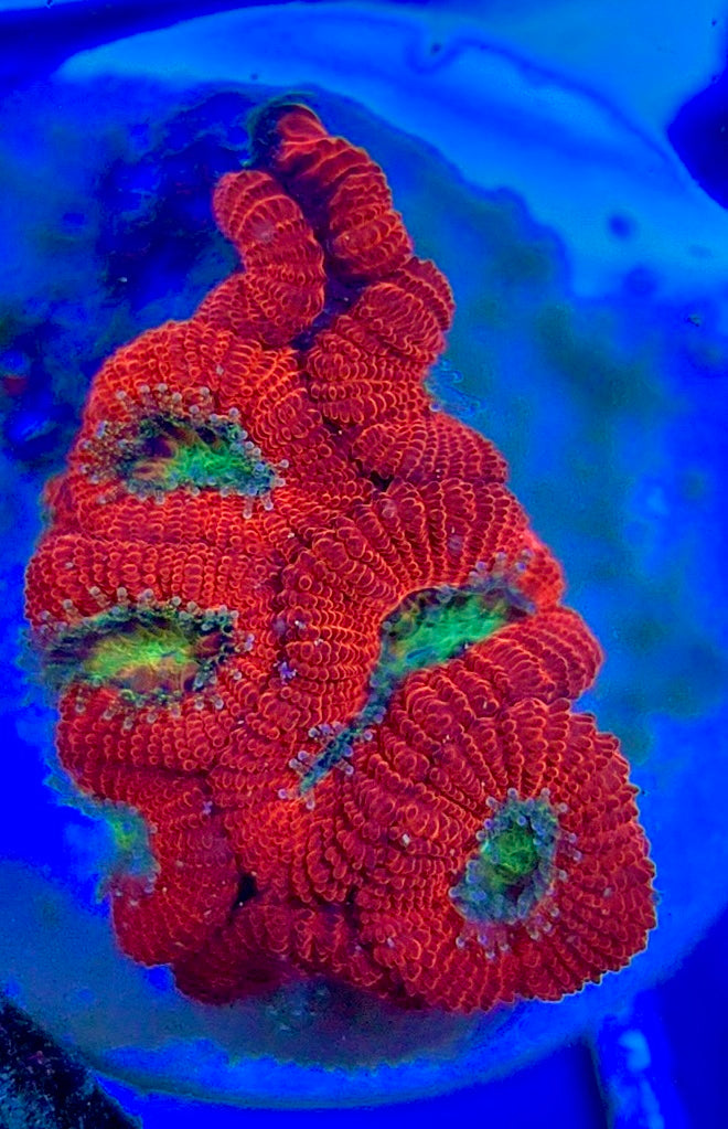 Aussie Acan Micromussa AAM051301 WYSIWYG