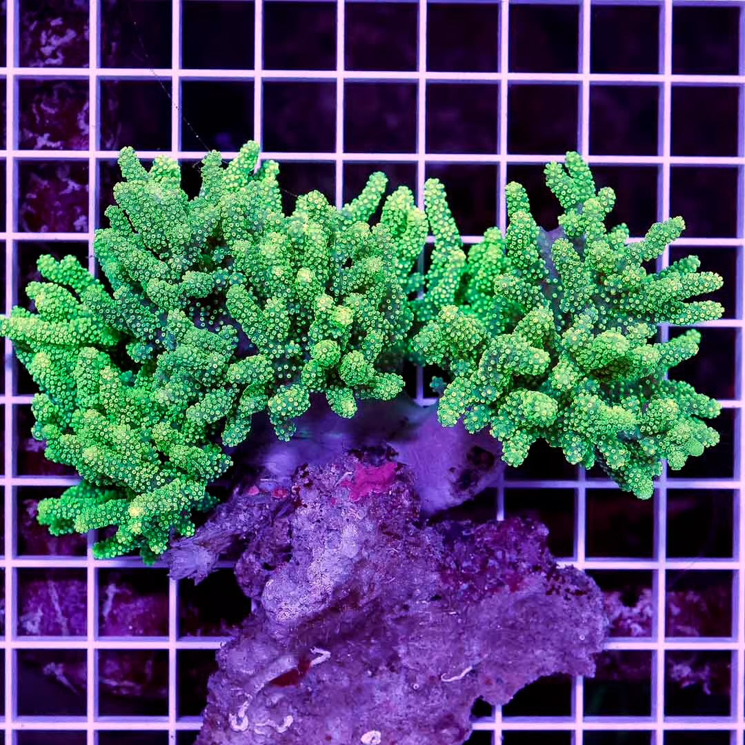 Ultra Neon Aussie Sinularia Mother Colony UNASMC030502 WYSIWYG