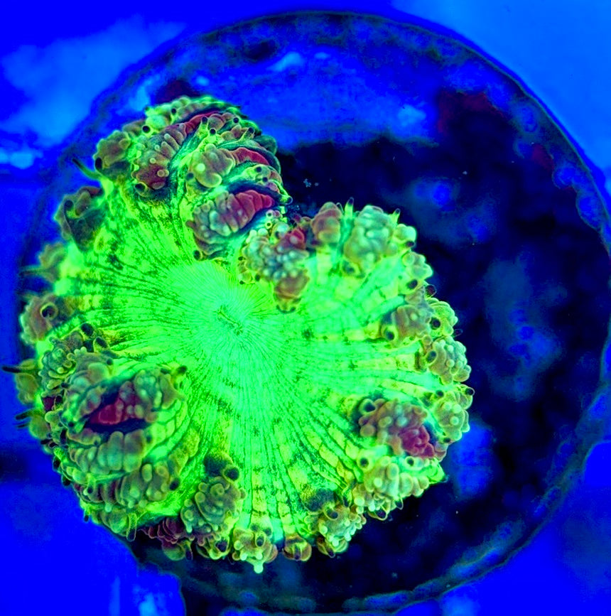 Blastomussa BM051301 WYSIWYG