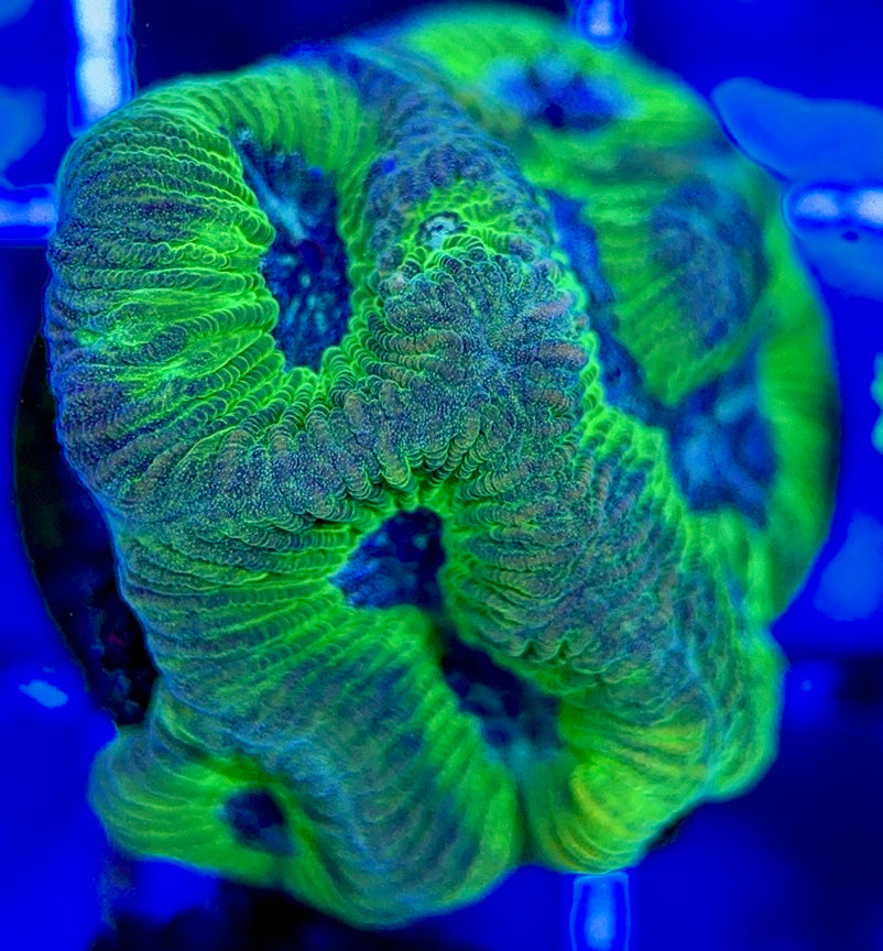 Purple Neon Platygyra PNP051301 WYSIWYG