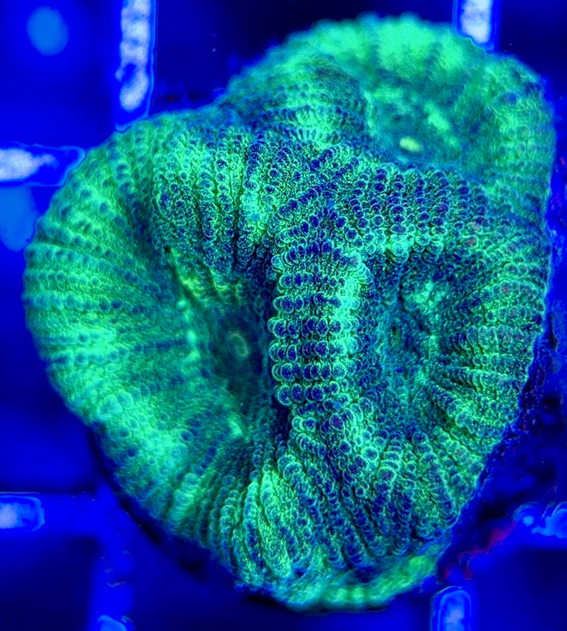 Purple Neon Platygyra PNP051303 WYSIWYG