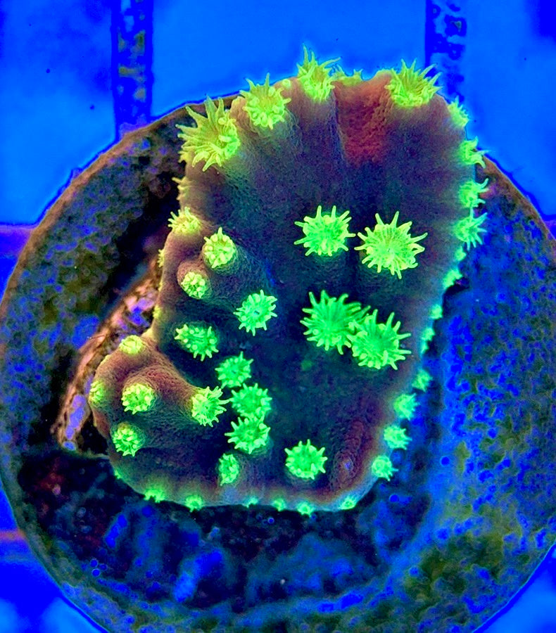 Neon Polyp Aussie Tubinaria Scroll NPT051301 WYSIWYG
