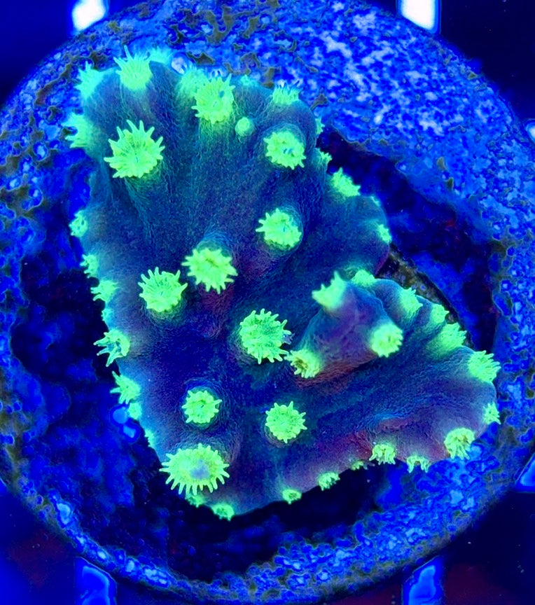 Neon Polyp Aussie Tubinaria Scroll NPT051303 WYSIWYG