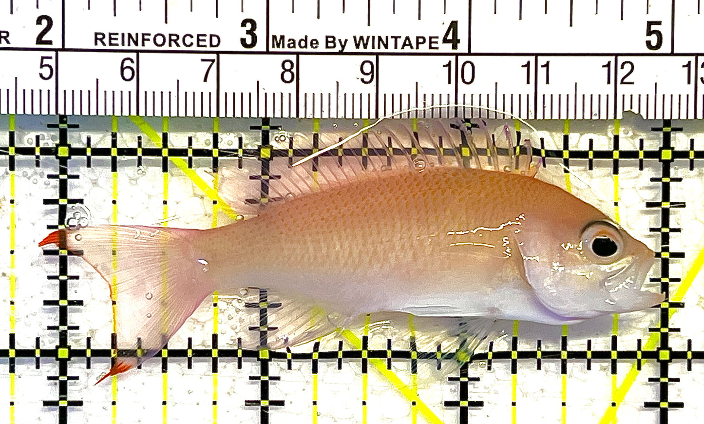 Tricolor Red Belt Anthias Female TRBAF111901 WYSIWYG Size: M 3" approx