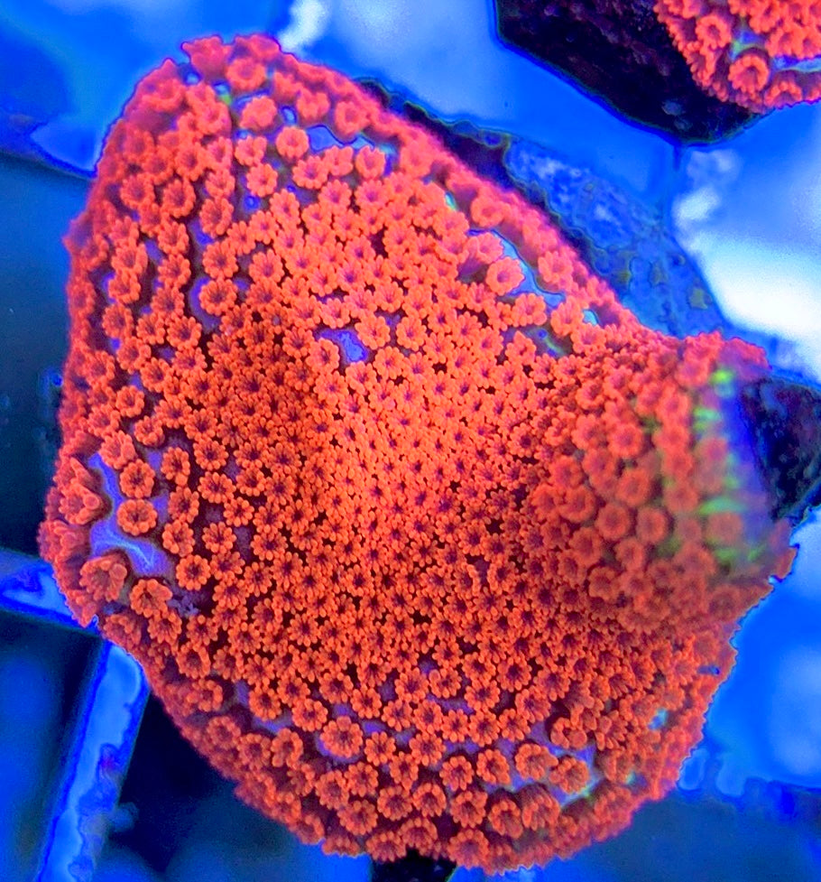 VA Bubblegum Montipora VBM051302 WYSIWYG
