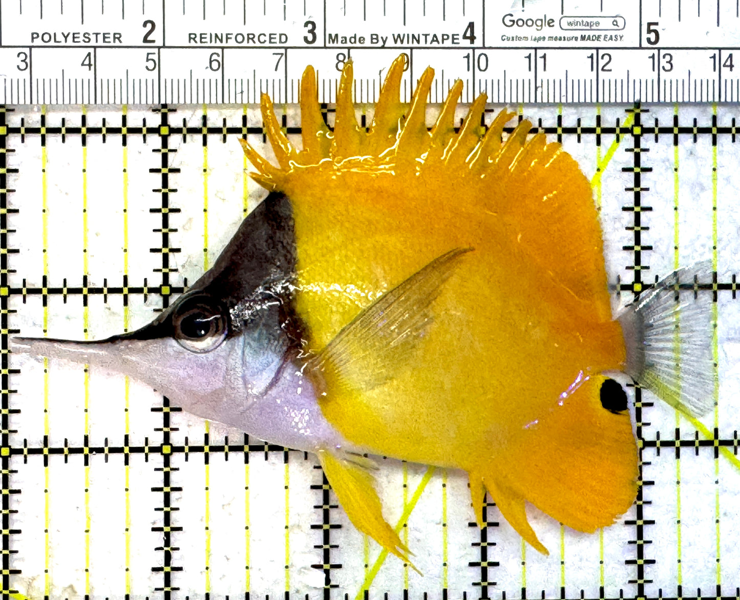 Yellow Longnose Butterflyfish YLB013101 WYSIWYG Size: XL 4.5" approx