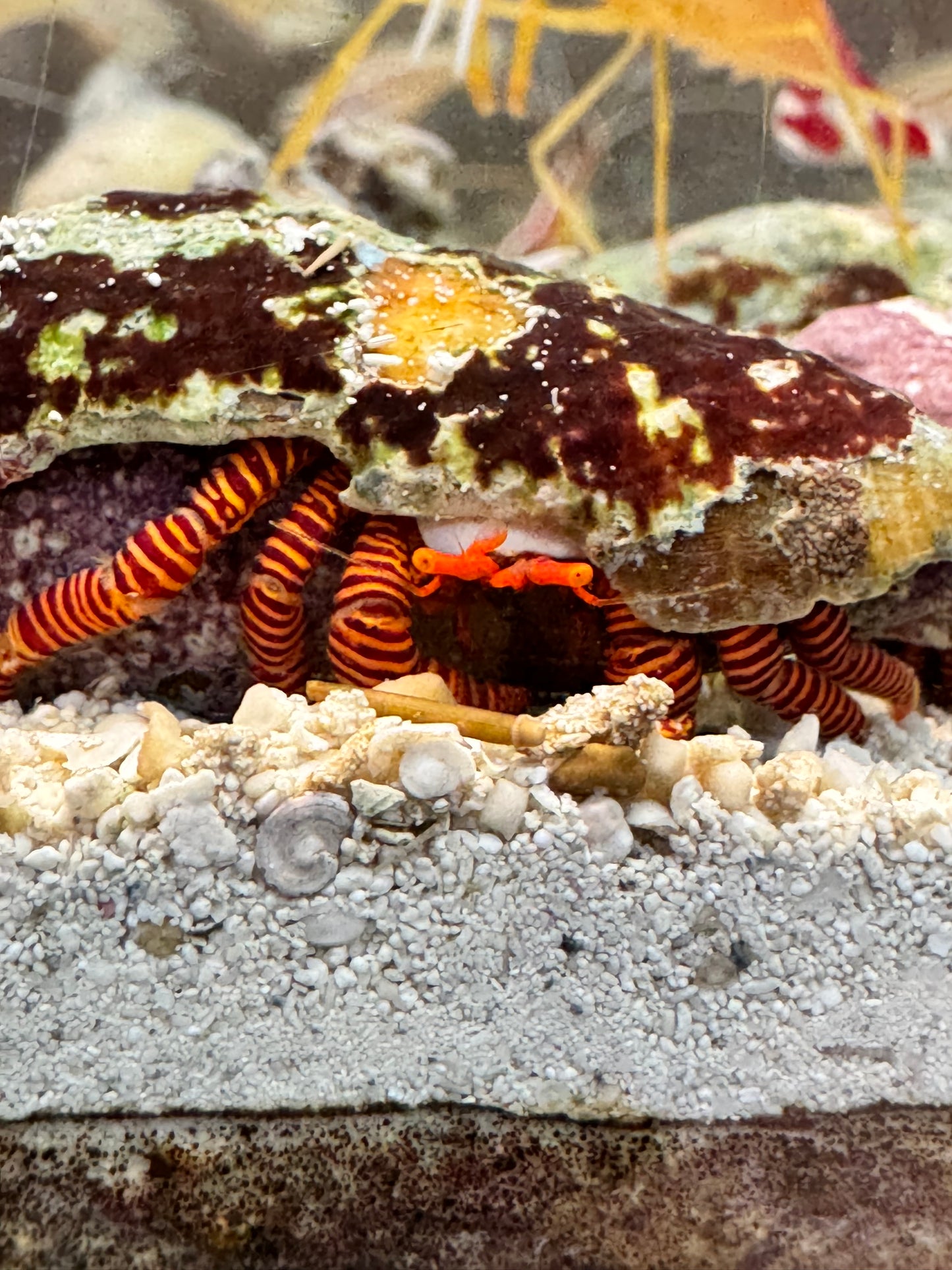 Halloween Hermit Crab HHC040601 WYSIWYG