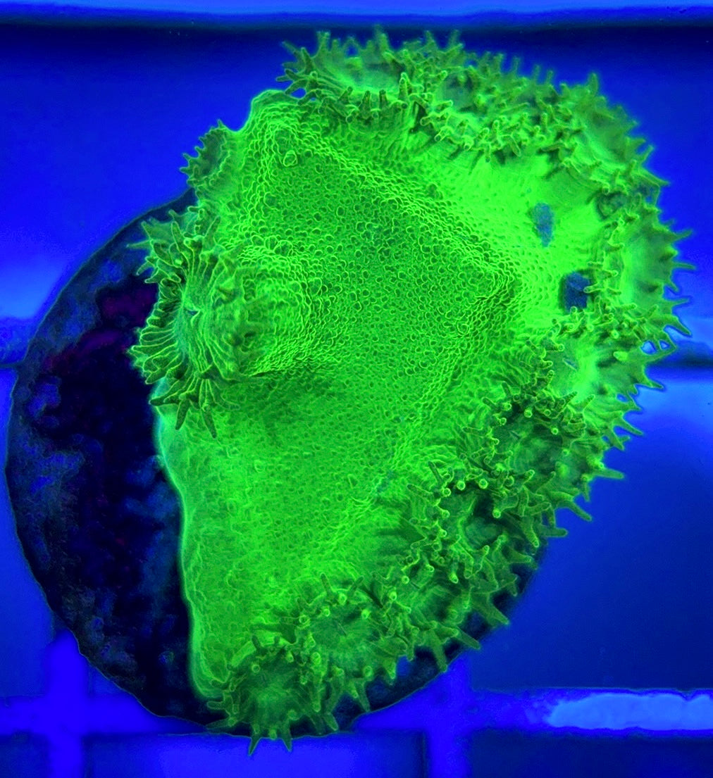 Aussie Neon Pagoda Cup Coral ANPCC051301 WYSIWYG